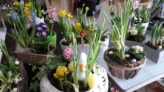 W kwiaciarni "Lawenda" kupisz żonkile i wielkanocne stroiki