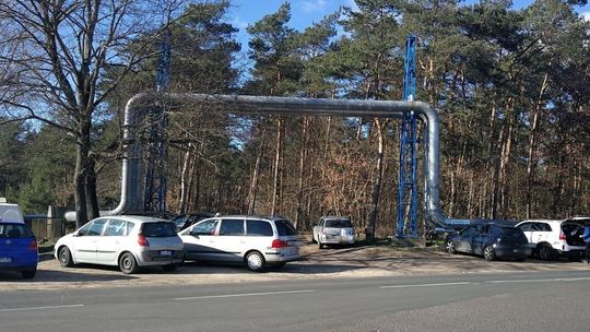 W lesie wielu spacerujących. Czy należy zamknąć Krzywy Las na czas epidemii koronawirusa?