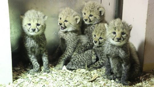 W ogrodzie zoologicznym urodziły się gepardy grzywiaste. Mają 2 ojców