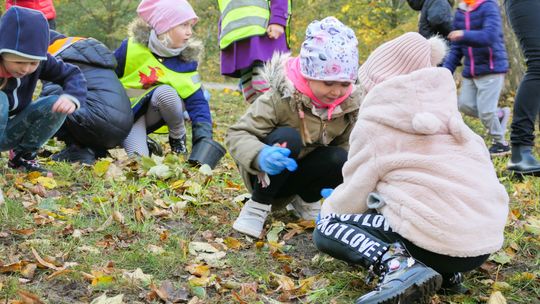 W parku posadzili 10 tysięcy krokusów 