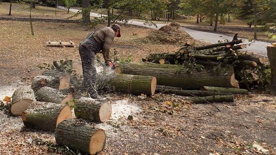 W parku tną drewno nawet w sobotę