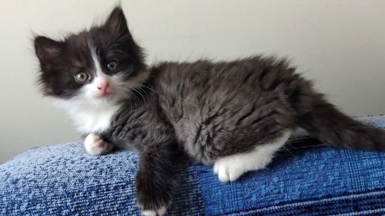 Przedstawiamy gryfińskie koty w dniu ich święta