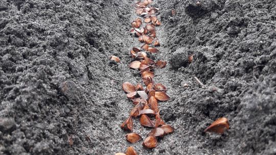 W szkółce leśnej wysiano nasiona buka, sosny, modrzewia, brzozy i olszy czarnej