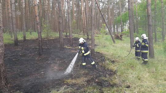 Walczyli z pożarem lasu