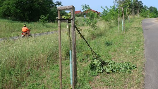 Wandale zniszczyli kilkadziesiąt drzewek