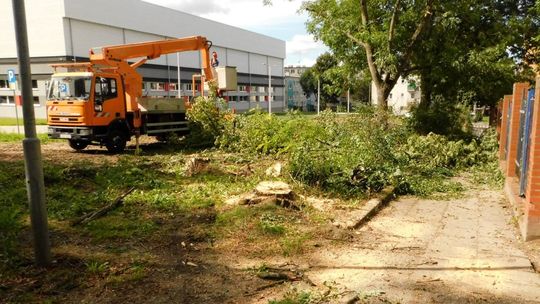 Wandalizm letnią porą, czyli wycinanie i przycinanie drzew w okresie lęgowym ptaków