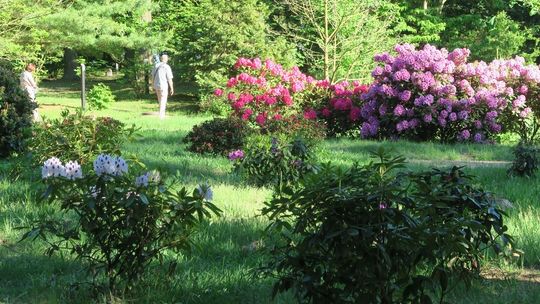 Warto udać się do ogrodu w Glinnej. Za darmo zwiedzimy arboretum