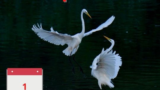 Warto zwrócić uwagę na te piękne pierzaste stworzenia Warto zwrócić uwagę na te piękne pierzaste stworzenia