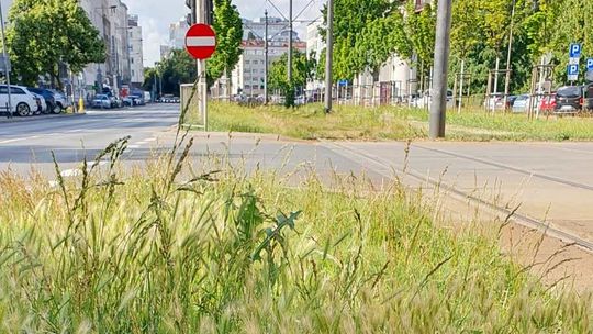 Trawnik z tą rośliną może być niebezpieczny dla psów