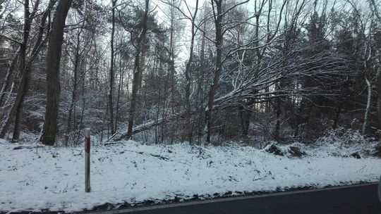 Wiatrołomy straszą i mogą spaść na drogę