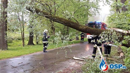 Wichura powaliła mnóstwo drzew