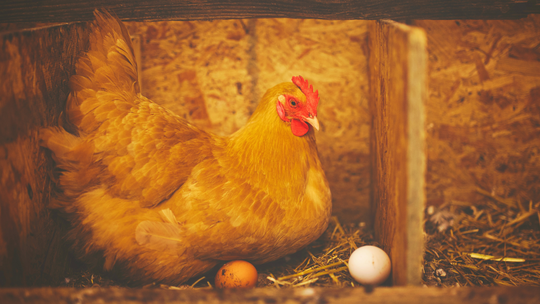 Na Wielkanoc jaja potrzebne jak nigdy. Szykuje się podwyżka cen?