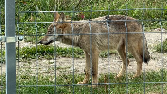 Wilk wciąż widziany w rejonie Górki Miłości. Czytelnik ostrzega mieszkańców