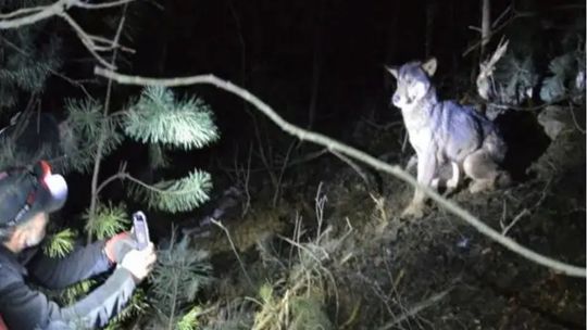 Wilk zaatakował nas, kiedy spacerowałem z psem! – informuje mieszkaniec