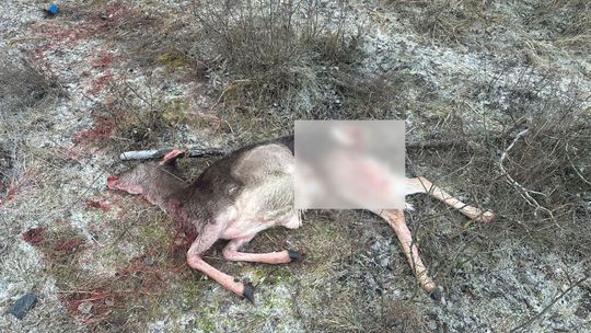 Wilk zaatakował niedaleko domów. Mieszkańcy alarmują: „Mamy wielki problem!"