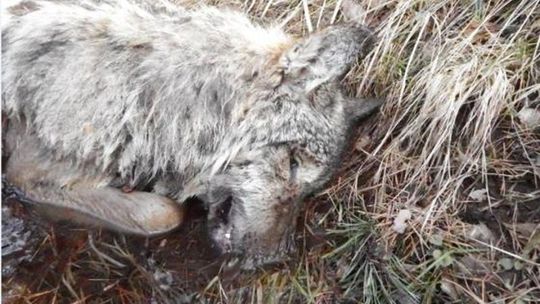 Wilk złapany we wnyki. Zginął w męczarniach