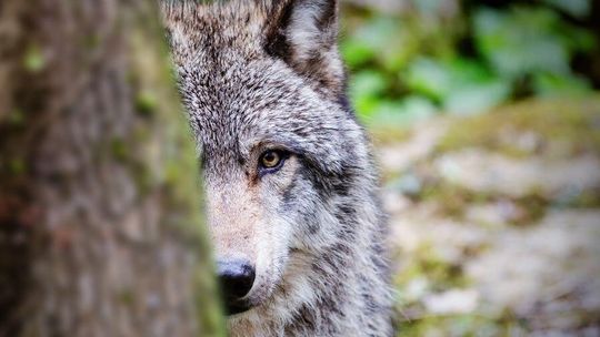 Wilki podchodzą pod same domy. Samorządy wydają pilne ostrzeżenia dla mieszkańców