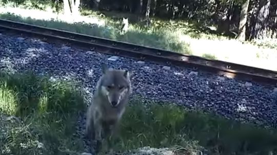 Wilki przechodzą przez tory kolejowe. Specjalne przejścia dla zwierząt