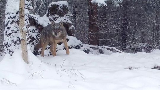 Wilki w powiecie gryfińskim. Między tropem na śniegu a medialnym mitem