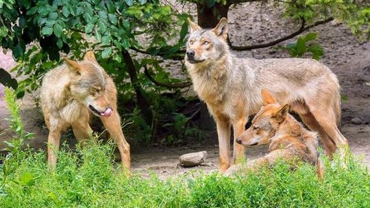 Wilki z Pomorza Zachodniego obierają kurs na Hamburg