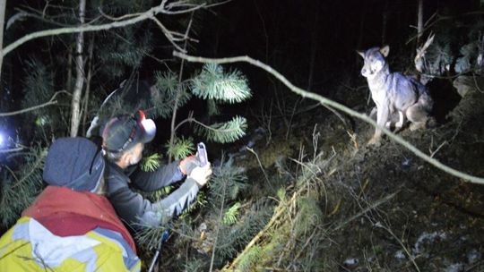 Wilki zagryzły 6 owiec