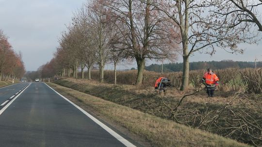 Wiosenna podcinka drzew i krzewów wzdłuż drogi