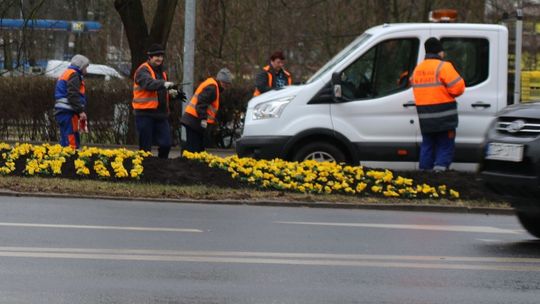 Wiosenne nasadzenia. Czy zdążą przed Wielkanocą?