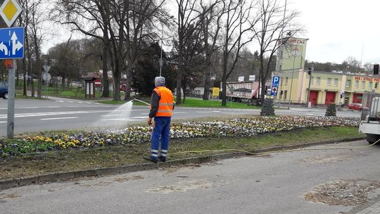 Wiosna, wiosna, wiosna, ach to ty!