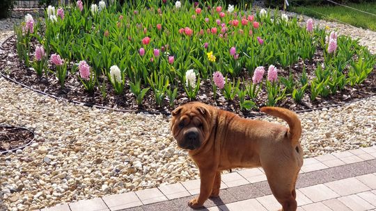 Wirtualny spacer po ogrodzie Iwony Gatkowskiej z Gryfina [FOTO, WIDEO]