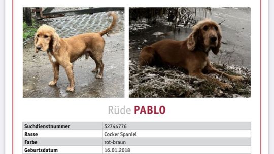 Właściciel szuka psa i prosi o pomoc w jego znalezieniu