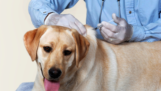 Policja kontroluje właścicieli psów. Sypią słone mandaty