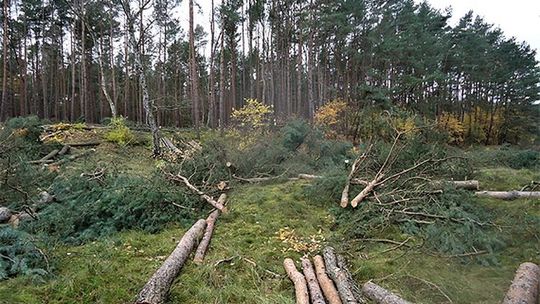 Wniosek o wycinkę 51 drzew z terenu kortów tenisowych 