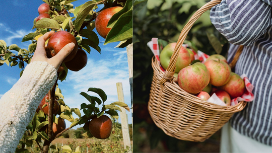 Zmiana w ostatniej chwili. Jest nowa ustawa dotycząca ogrodów działkowych