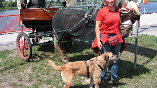 Wozem konnym przez Gryfino