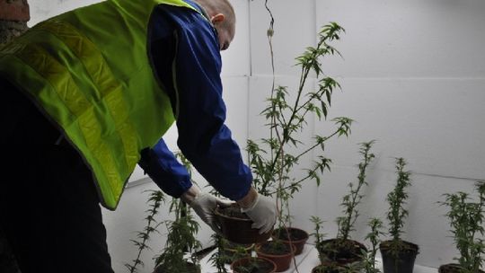 Wpadli hodowca i diler