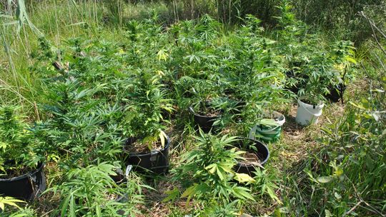 Wpadli w zasadzkę podczas podlewania