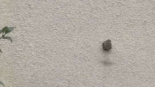 Wróbel - sąsiad zamieszkał w... ścianie [FOTO, WIDEO]