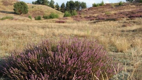 Wrzosy kwitną, idzie wrzesień