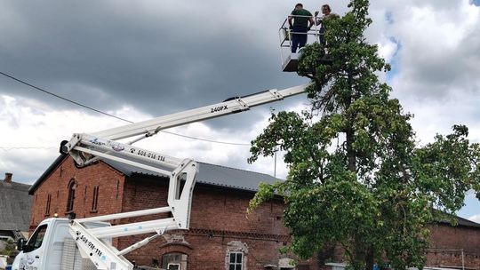 Wspólna akcja dla zwierząt - uratowali młode bociany i kota