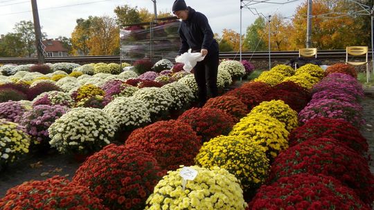 Wszystkich Świętych: po ile chryzantemy i znicze w Gryfinie? [ZDJĘCIA]