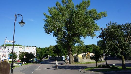 Wybierzmy Europejskie Drzewo Roku 2018 [FILM]