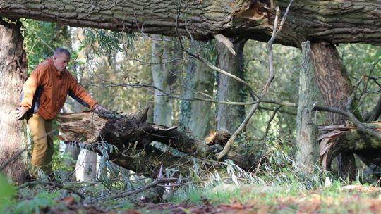 Wybiła godzina ratowania alei kasztanowej. Nasadzenia nowych kasztanowców
