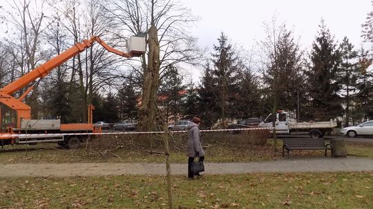 Wycięli drzewo w parku 
