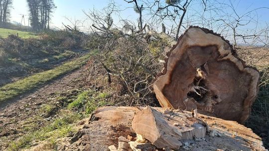 Wycięli kilkadziesiąt drzew. To sprawa dla prokuratury! - uważa czytelnik [ZDJĘCIA]