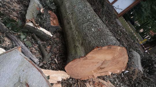 Wycięli zdrowe drzewo! - alarmuje czytelnik