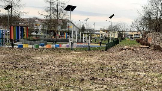 Wycięto trzy drzewa. Wiadomo jakie - odpowiedź z UMiG