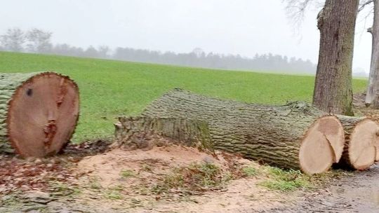 Wycinają drzewa! - alarmują czytelnicy