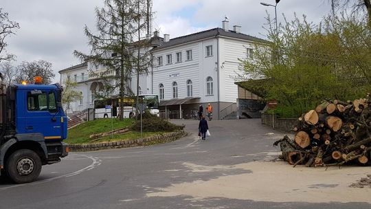 Wycinają drzewa na potęgę