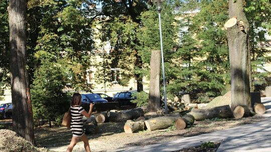 Wycinają drzewa pod samym UMiG