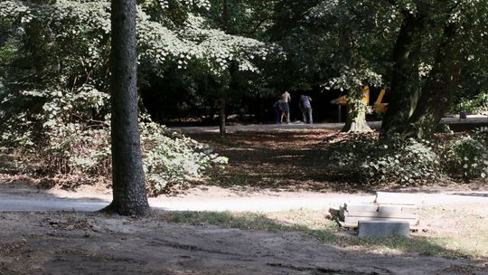 Wycinają w parku! - alarmują czytelnicy. Władze gminy odpowiadają: -Tak pielęgnuje się cisy